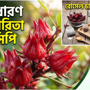 প্রিমিয়াম কোয়ালিটি Roselle বা চুকাই সীডস
