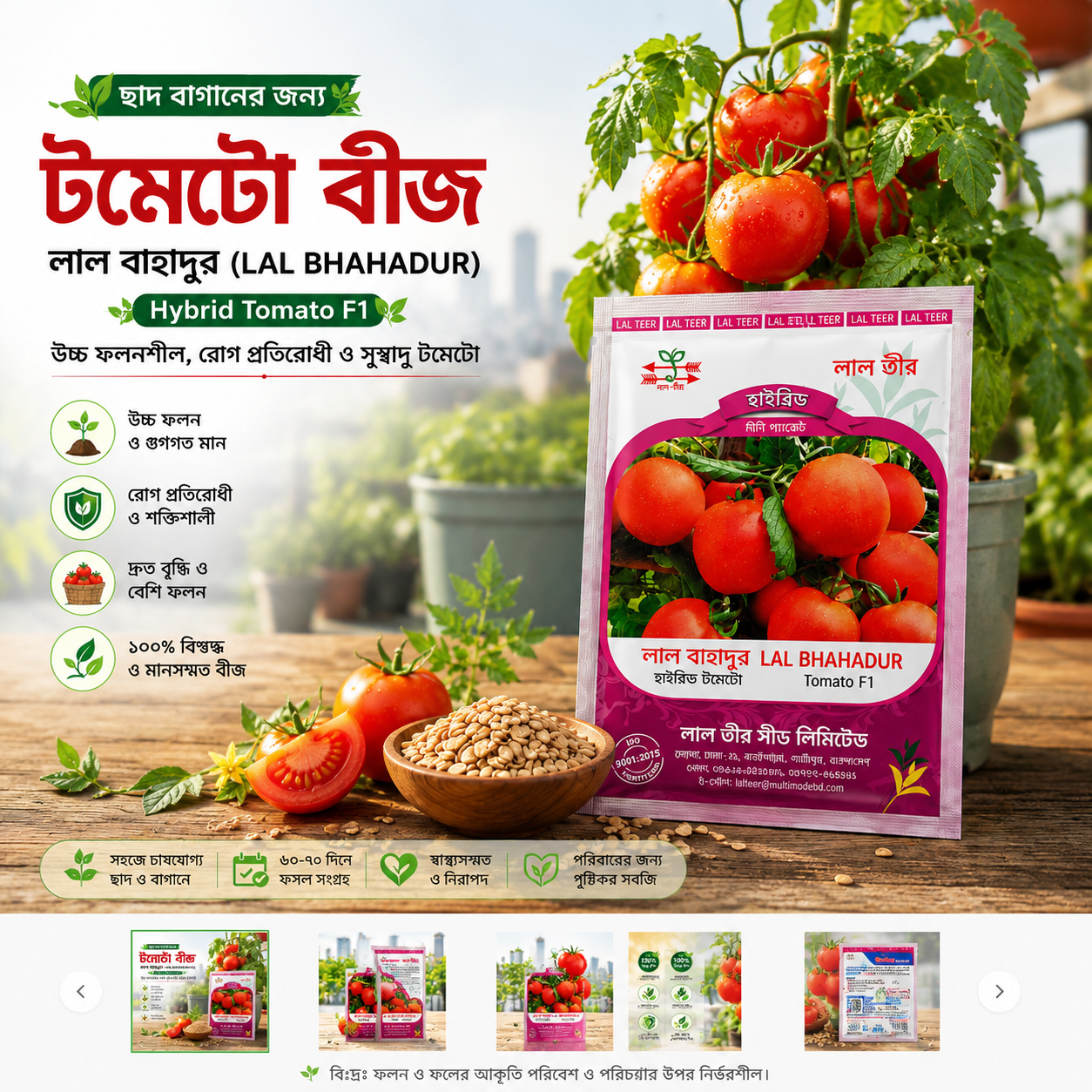 Lal Bahadur Hybrid Tomato Seeds F1 for Rooftop Gardening