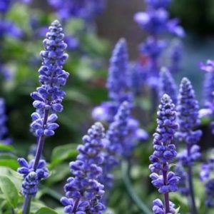 Salvia Seeds Bangladesh