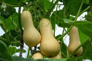 Butternut Pumpkin Seed