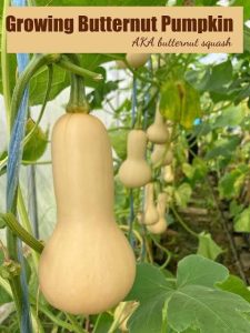 Butternut Pumpkin Seeds Bangladesh