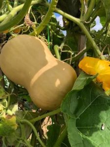 Butternut Pumpkin