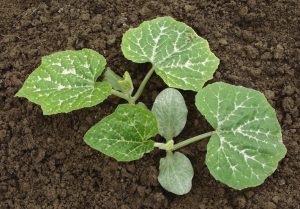 Butternut Pumpkin Seed
