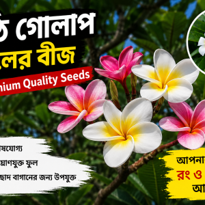 কাঠগোলাপ ফুলের বীজ – Plumeria Flower Seeds