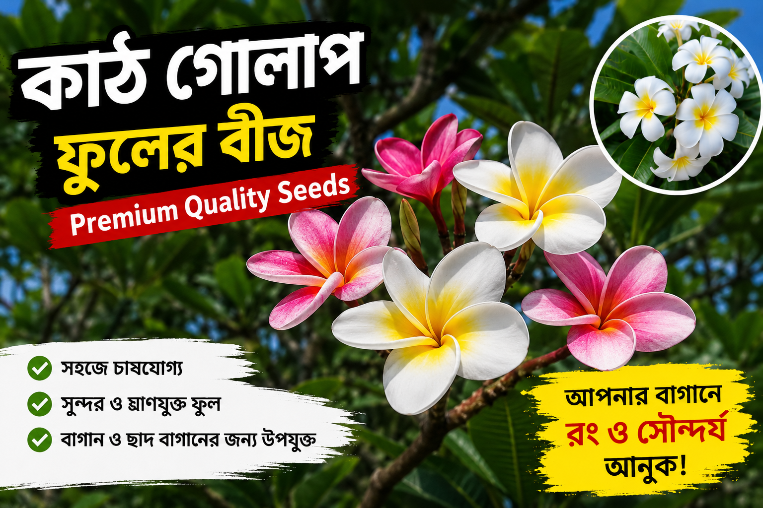 কাঠগোলাপ ফুলের বীজ – Plumeria Flower Seeds