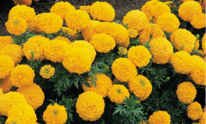 Inca II Gold F1 Marigold Seeds