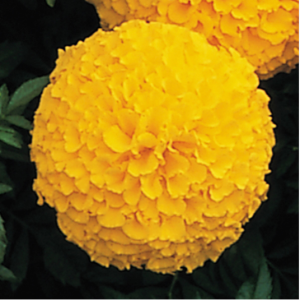 Syngenta Inca II Gold F1 Marigold Seeds | Tagetes erecta