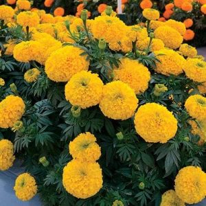 Syngenta Inca II Gold F1 Marigold Seeds | Tagetes erecta