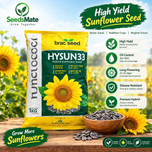 HY SUN33 Hybrid Sunflower Seed 1KG | High Yield Sunflower Seeds | SeedsMate| HY SUN33 হাইব্রিড সূর্যমুখী বীজ ১ কেজি | উচ্চ ফলনশীল সূর্যমুখী বীজ