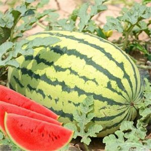 F1 Watermelon New Thai Super Hybrid তরমুজ বীজ