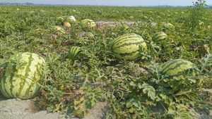 F1 Watermelon New Thai Super Hybrid তরমুজ বীজ