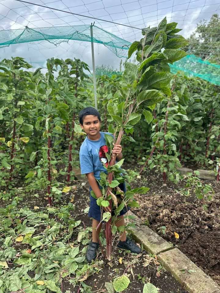 আঁখি ডাটা বীজ ১০ গ্রাম | বড় ও লম্বা ডাটার জাত | Brac Seed