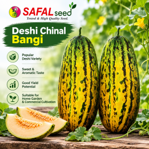 দেশি চিনাল বাঙ্গি বীজ SAFAL Seed