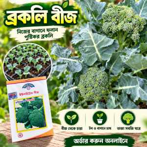 হাইব্রিড ব্রকলি বীজ (Hybrid Broccoli Seeds) – বারবারা | Barbara F1
