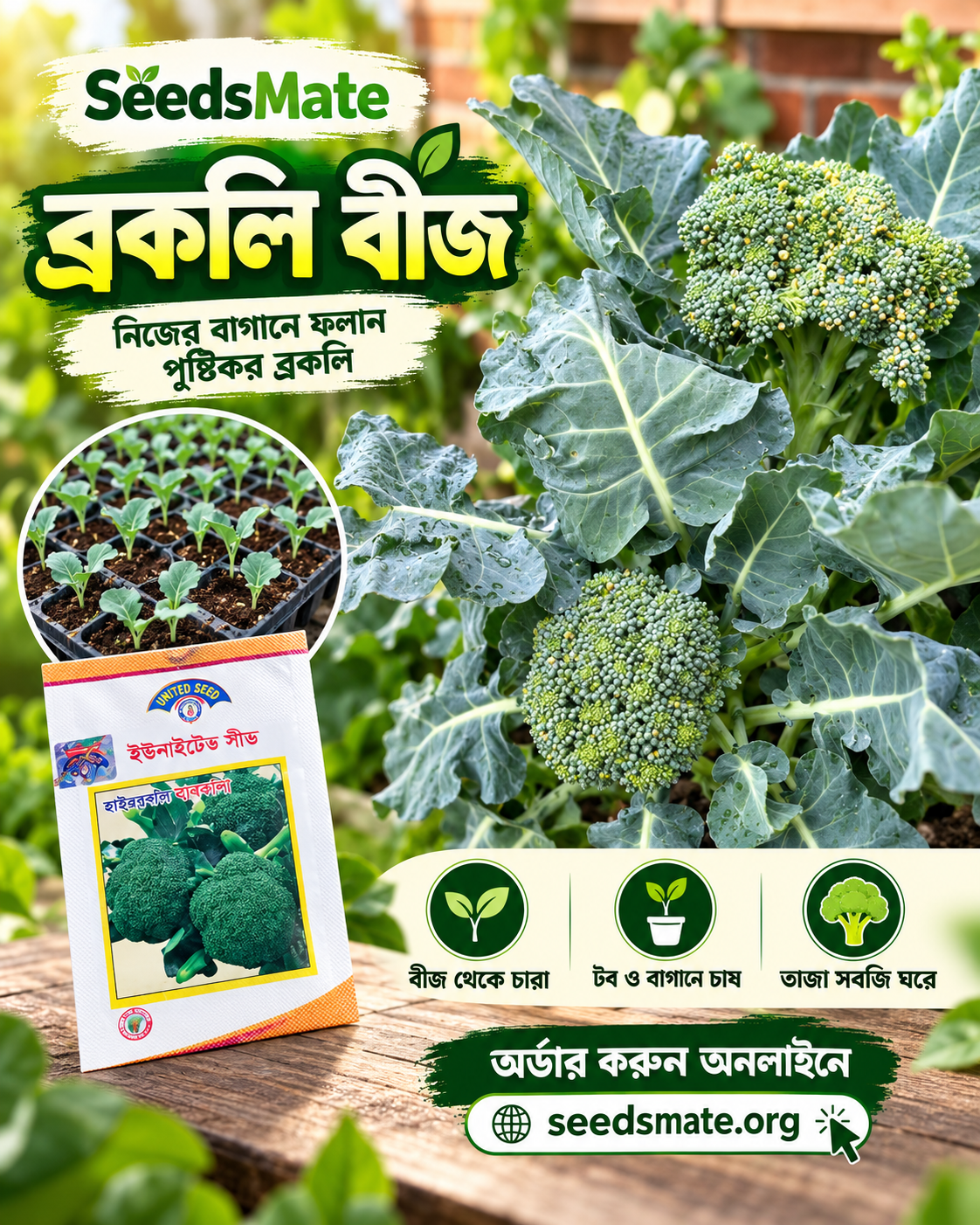 হাইব্রিড ব্রকলি বীজ (Hybrid Broccoli Seeds) – বারবারা | Barbara F1